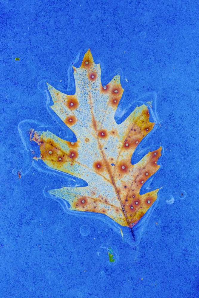Canada, Quebec Red oak leaf caught in ice